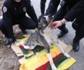 Πολίχνη Θεσσαλονίκης: Οι άνδρες της Ομάδας ΔΙ.ΑΣ. νοιάστηκαν για την τραυματισμένη σκυλίτσα
